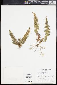 Blechnum occidentale image
