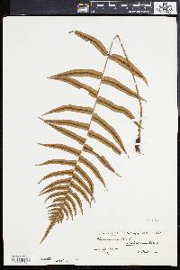 Blechnum occidentale image