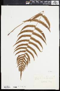 Blechnum occidentale image