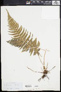 Blechnum occidentale image