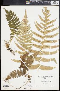 Blechnum occidentale image