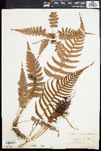 Blechnum occidentale image