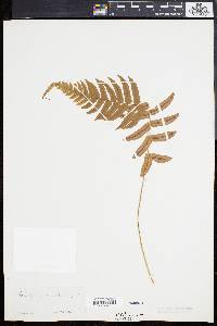 Blechnum occidentale image