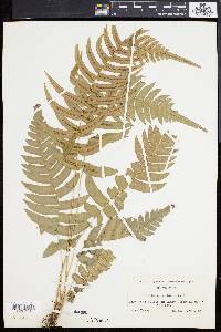 Blechnum occidentale image