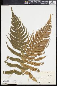 Blechnum occidentale image