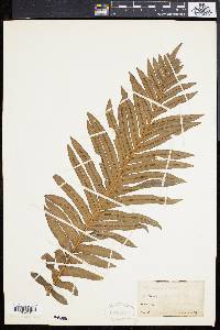 Blechnum australe image