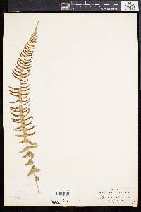 Blechnum australe image