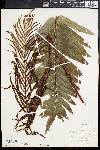 Blechnum capense image