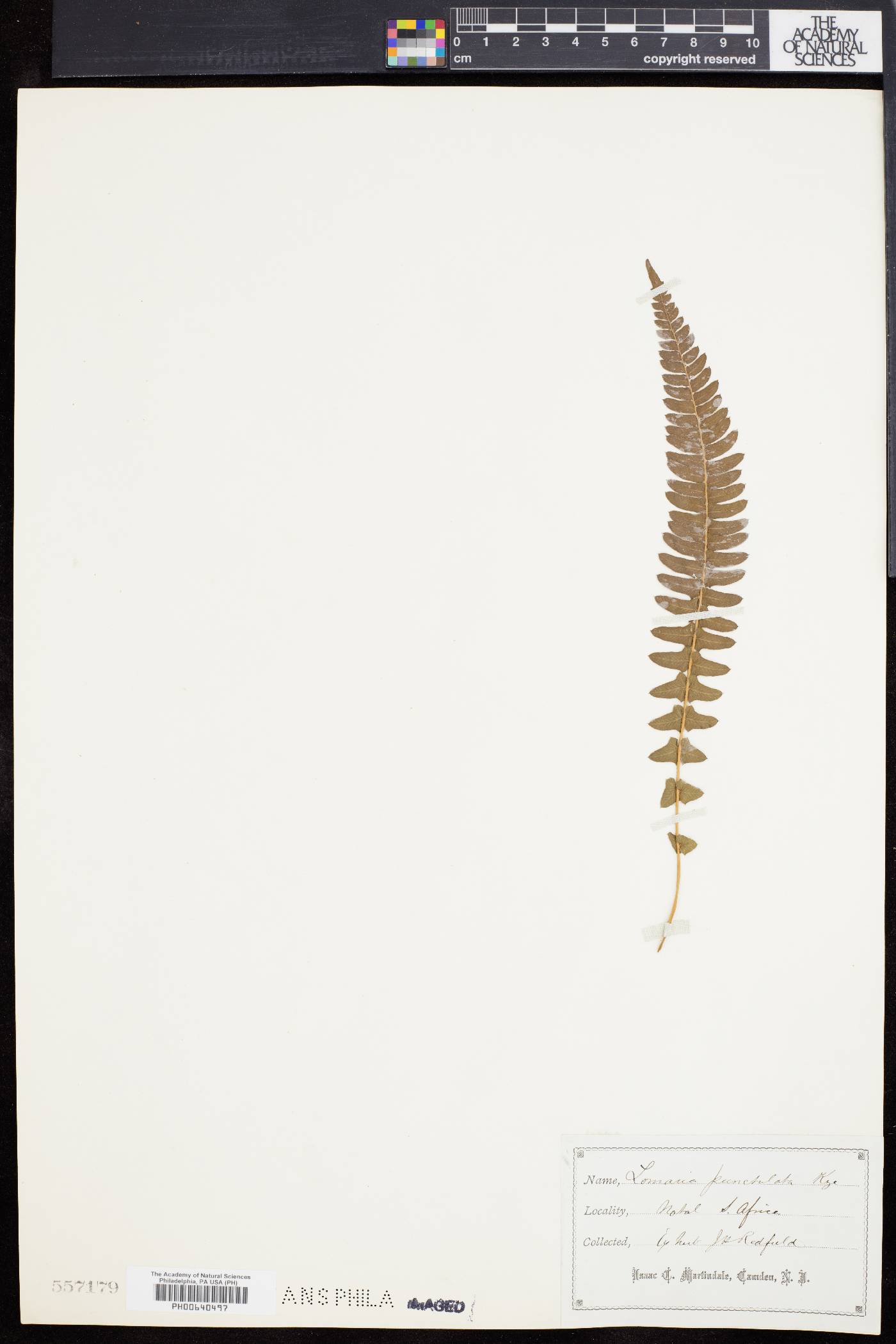 Blechnum punctulatum image