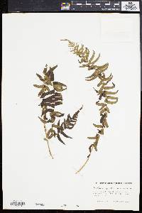 Blechnum punctulatum image