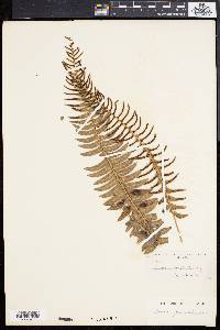 Blechnum punctulatum image