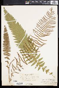 Blechnum punctulatum image