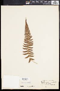 Blechnum orientale image