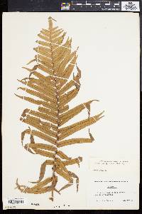 Blechnum orientale image