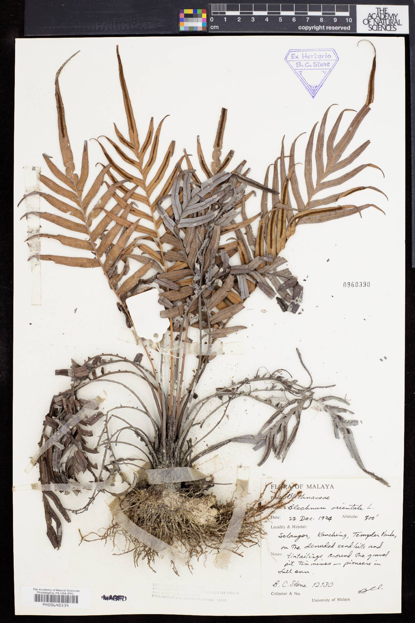 Blechnum orientale image
