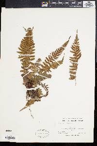 Blechnum occidentale image