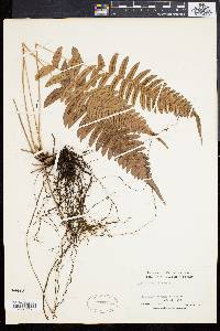 Blechnum occidentale image