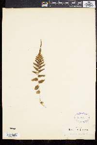 Blechnum occidentale image