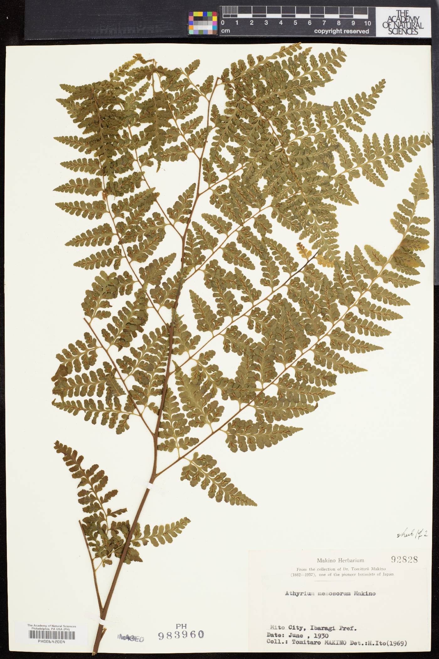 Rhachidosorus mesosorus image