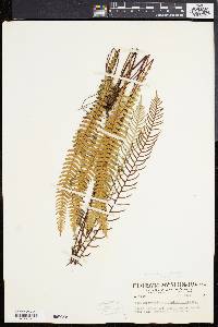 Blechnum spicant image