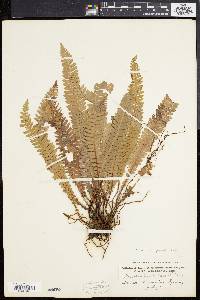 Blechnum spicant image