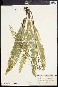 Blechnum spicant image