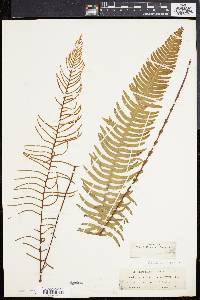 Blechnum spicant image