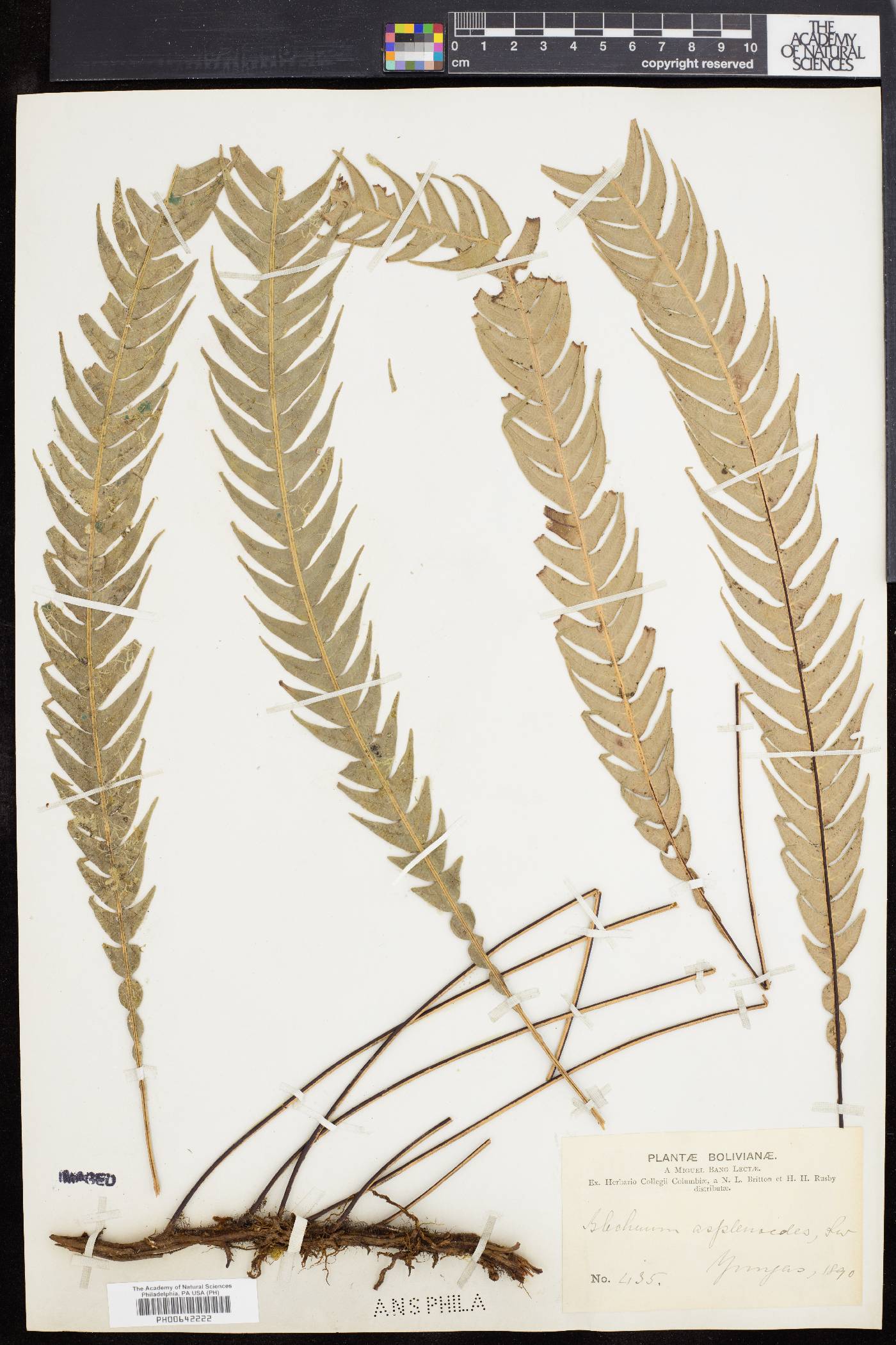 Blechnum asplenioides image