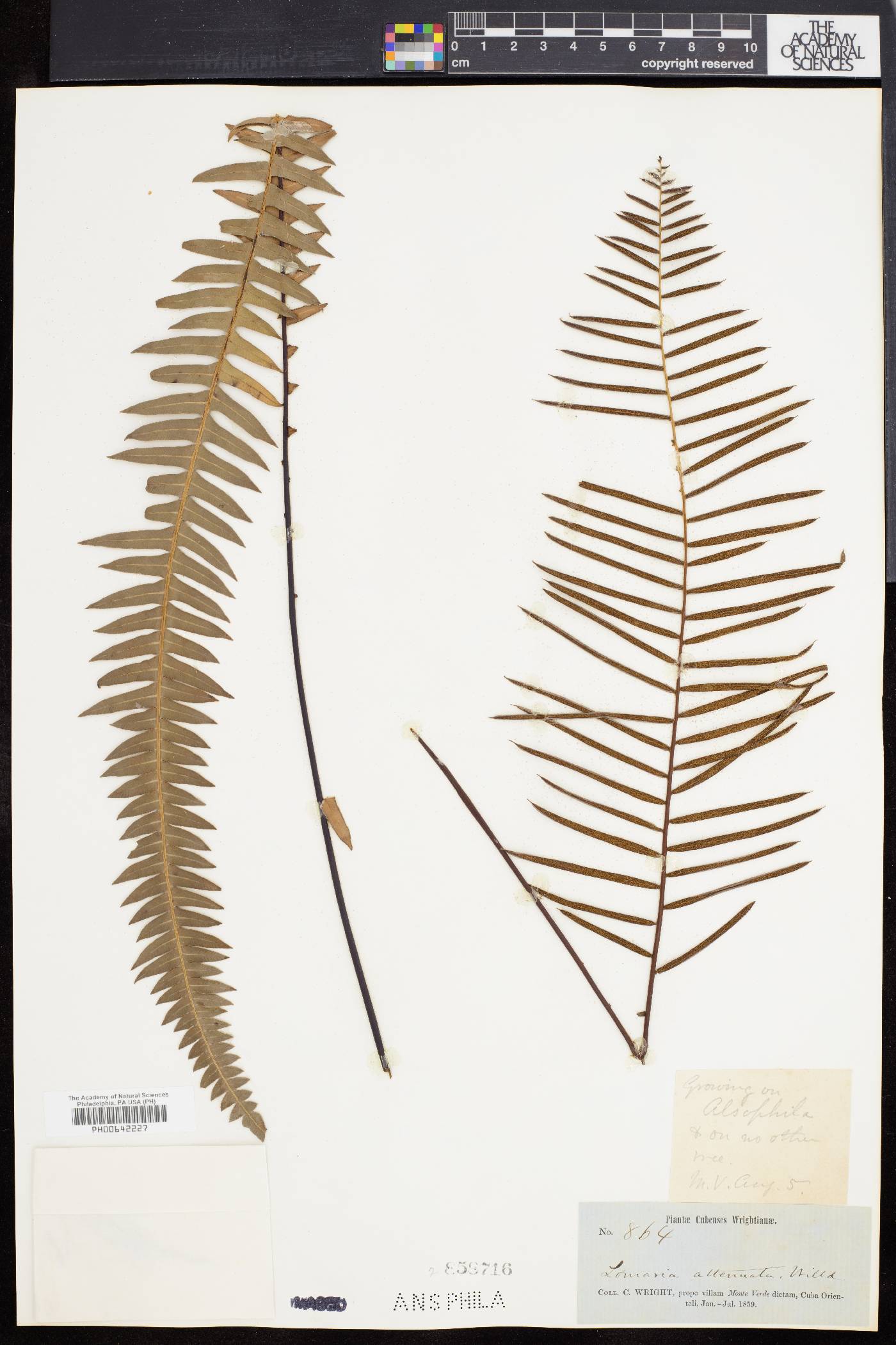 Blechnum attenuatum image