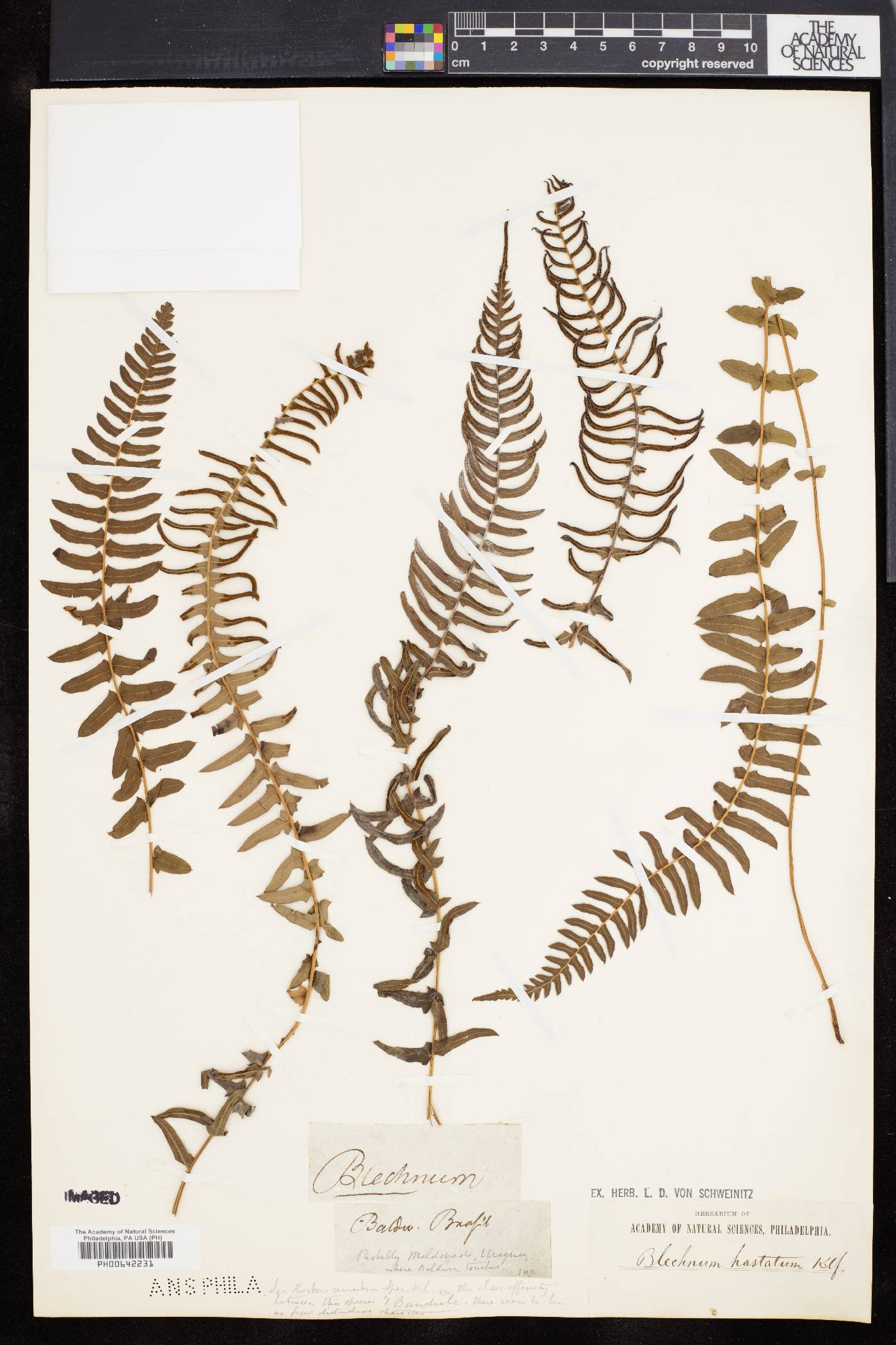 Blechnum hastatum image