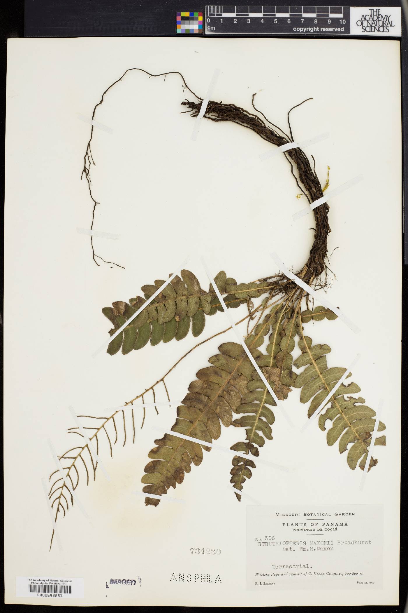 Austroblechnum lehmannii image