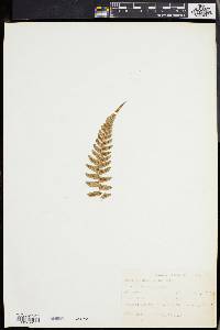 Blechnum occidentale image