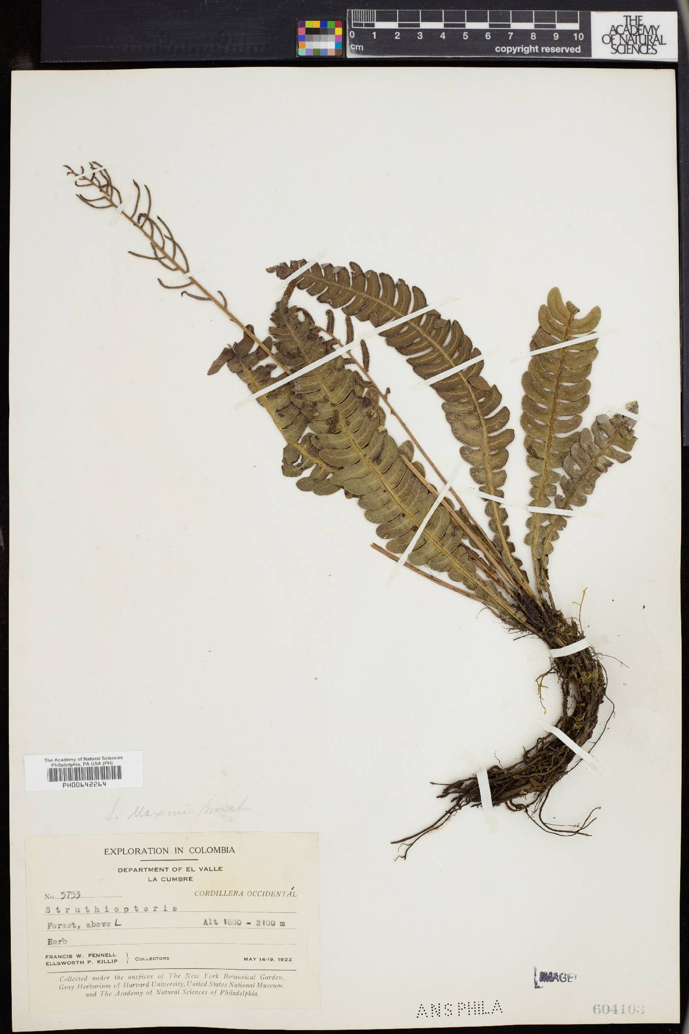 Austroblechnum lehmannii image