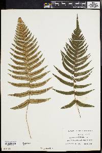 Blechnum occidentale image