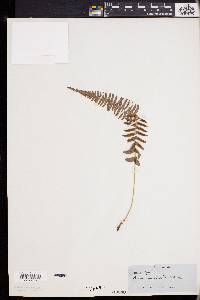 Blechnum occidentale image