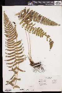 Blechnum occidentale image