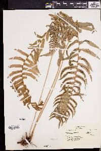 Blechnum occidentale image