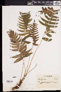 Blechnum occidentale image