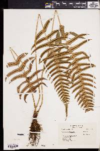 Blechnum occidentale image