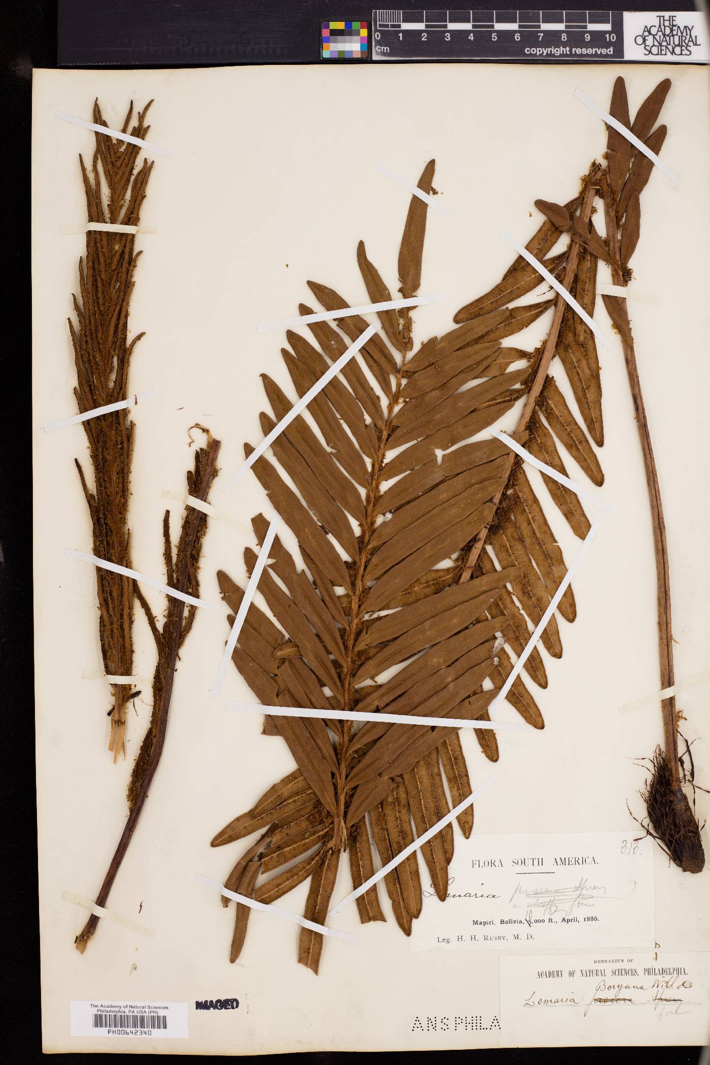 Blechnum tabulare image