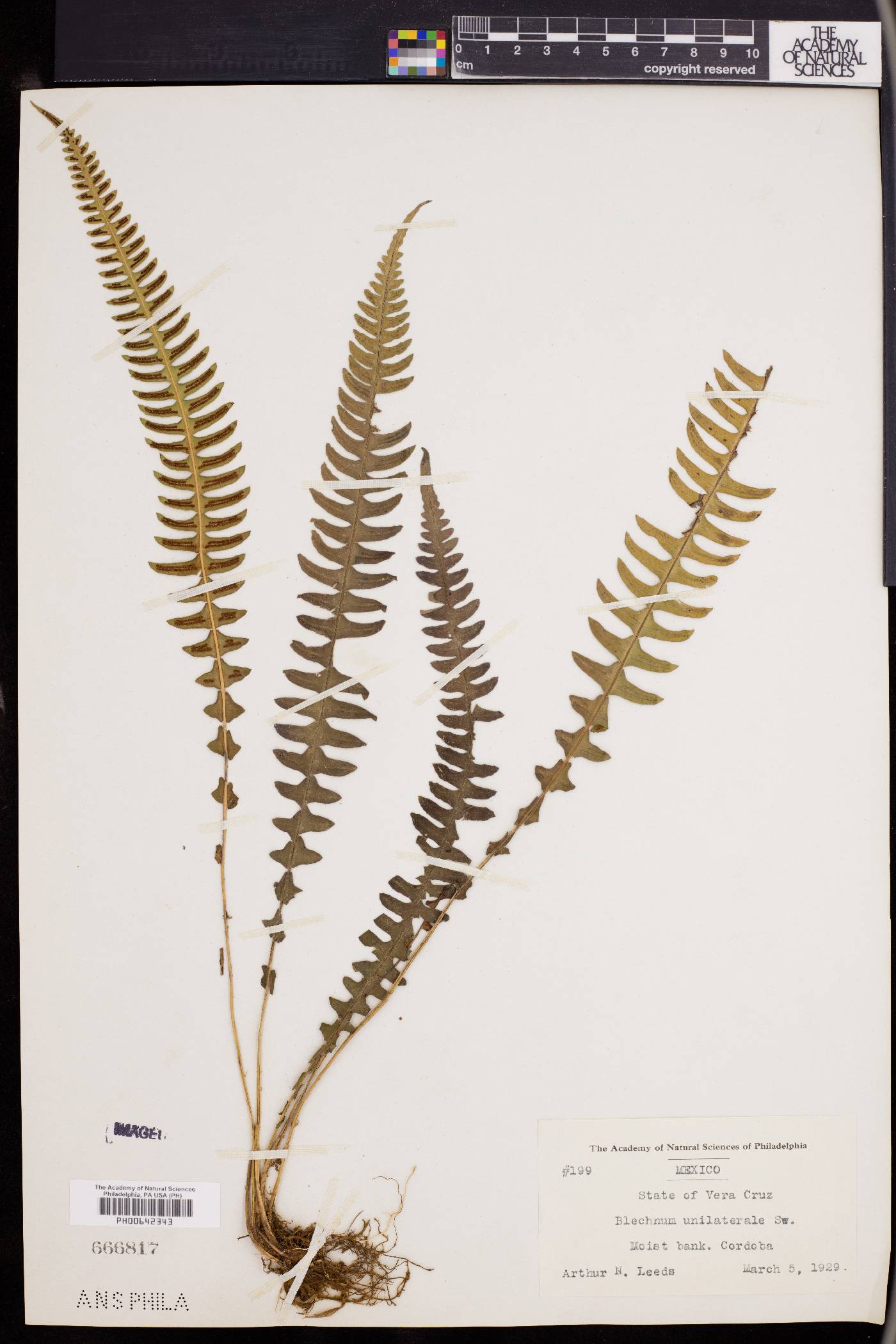 Blechnum unilaterale image