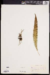 Blechnum unilaterale image