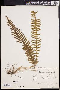 Blechnum unilaterale image