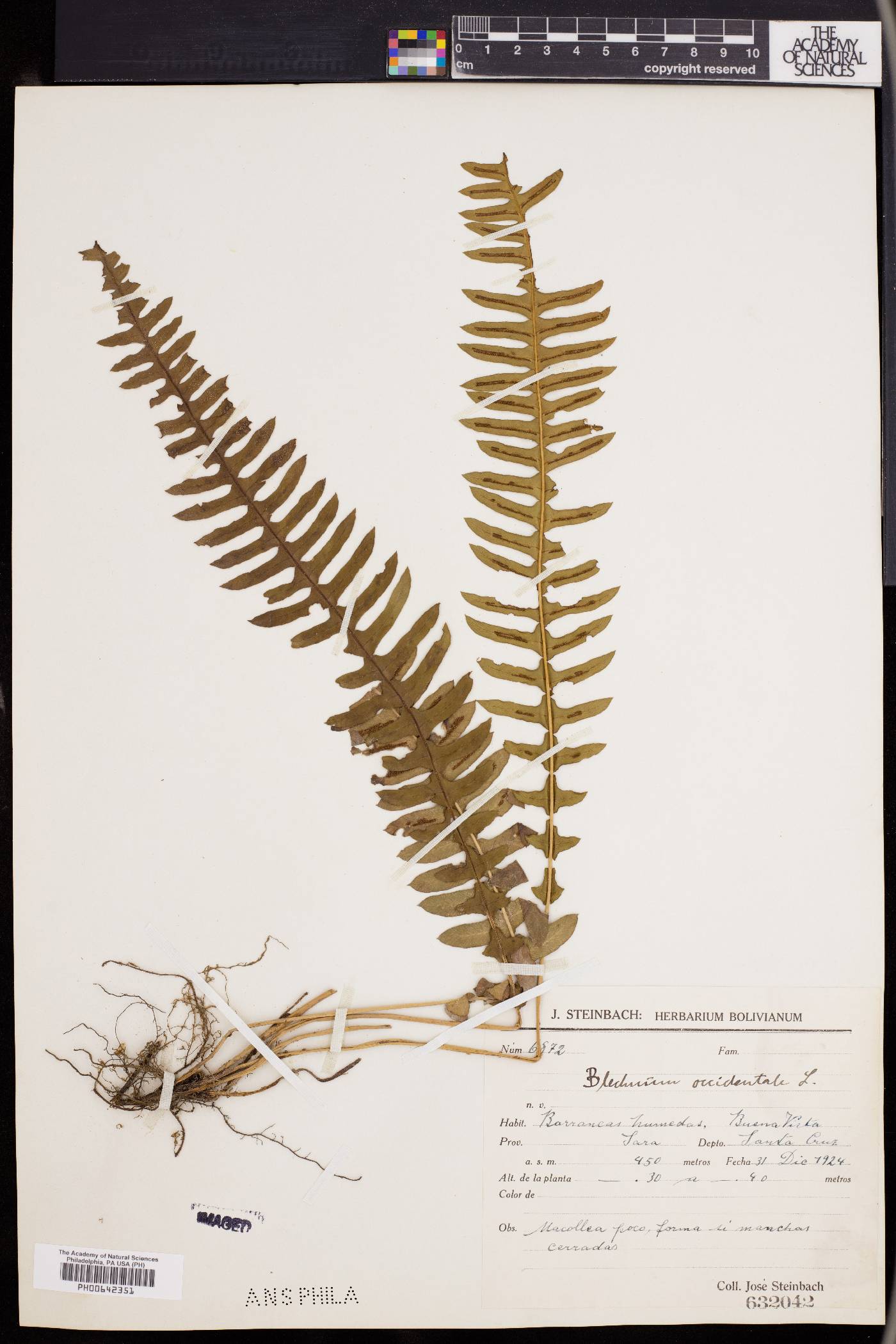 Blechnum unilaterale image