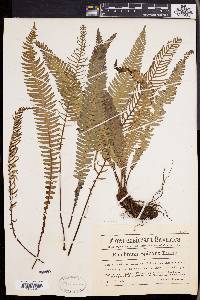 Blechnum spicant image