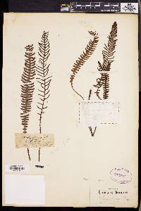 Blechnum spicant image