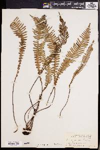 Blechnum spicant image