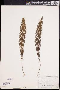 Blechnum spicant image