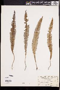 Blechnum spicant image