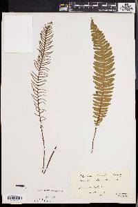 Blechnum spicant image